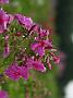 Phlox Dorffreude_1